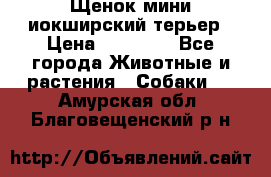 Щенок мини иокширский терьер › Цена ­ 10 000 - Все города Животные и растения » Собаки   . Амурская обл.,Благовещенский р-н